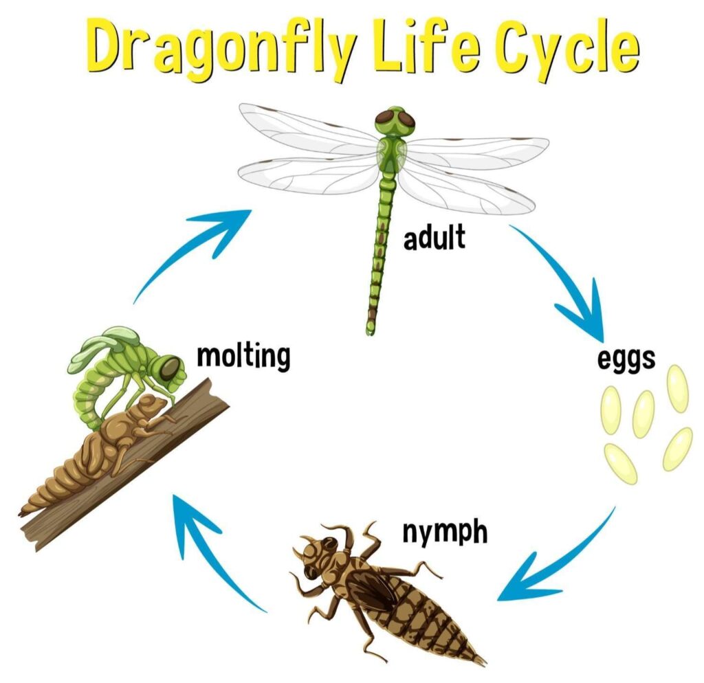 Dragonfly meaning