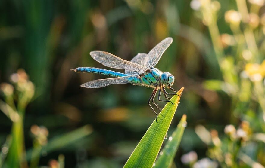 Dragonfly meaning